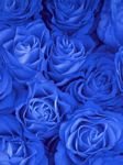 pic for Blue Rose 